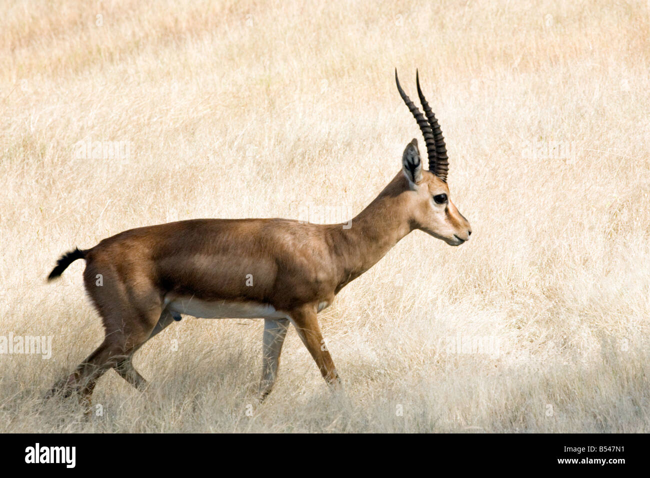 Eine männliche indische Gazelle, Ranthambore Nationalpark, Rajasthan, Indien Stockfoto