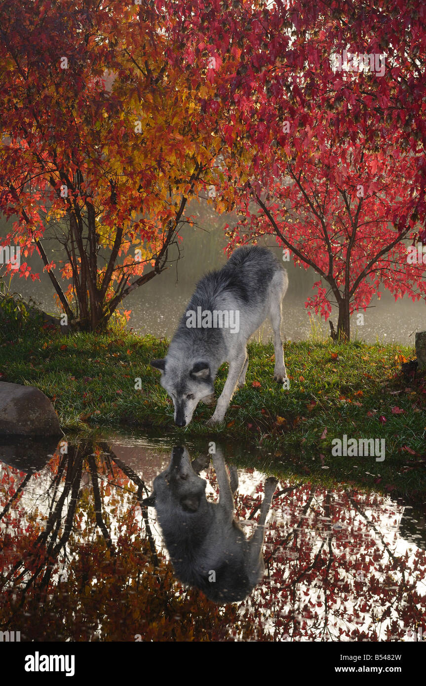 Gray Timber Wolf trinken von Wasser am Ufer eines Flusses, umgeben von Farben des Herbstes im Morgengrauen Canis Lupus Minnesota USA Stockfoto