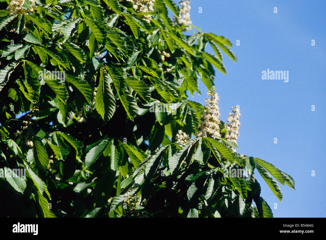 Kastanienbaum Laub Stockfoto