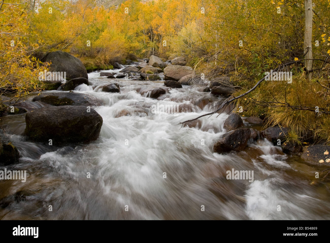 Herbstfarben, South Fork Bishop Creek Stockfoto