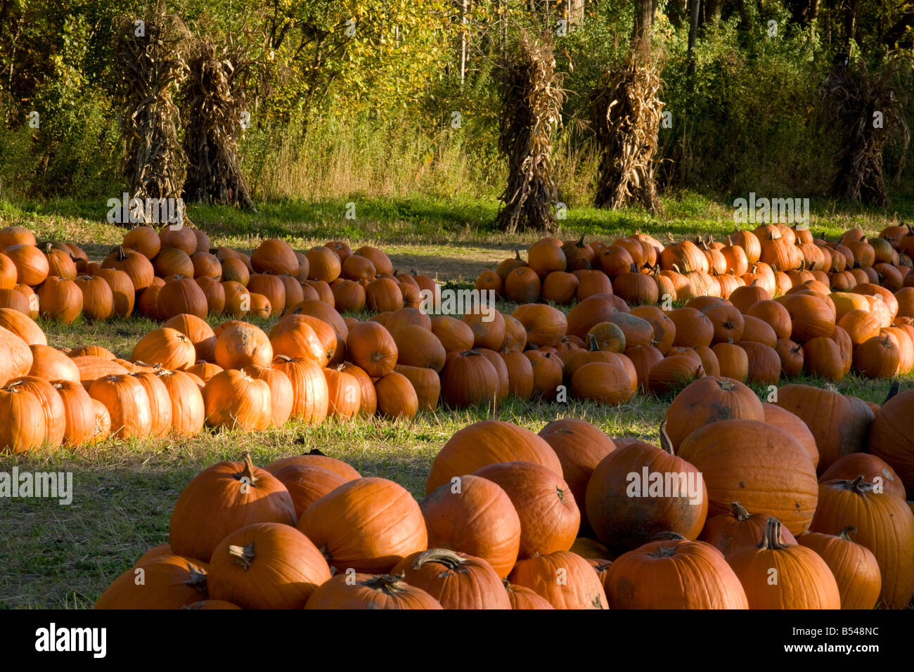 Wählen Sie Ihr eigenes Kürbisse Oktober in der Nähe von North Adams Massachusetts den Berkshires Stockfoto