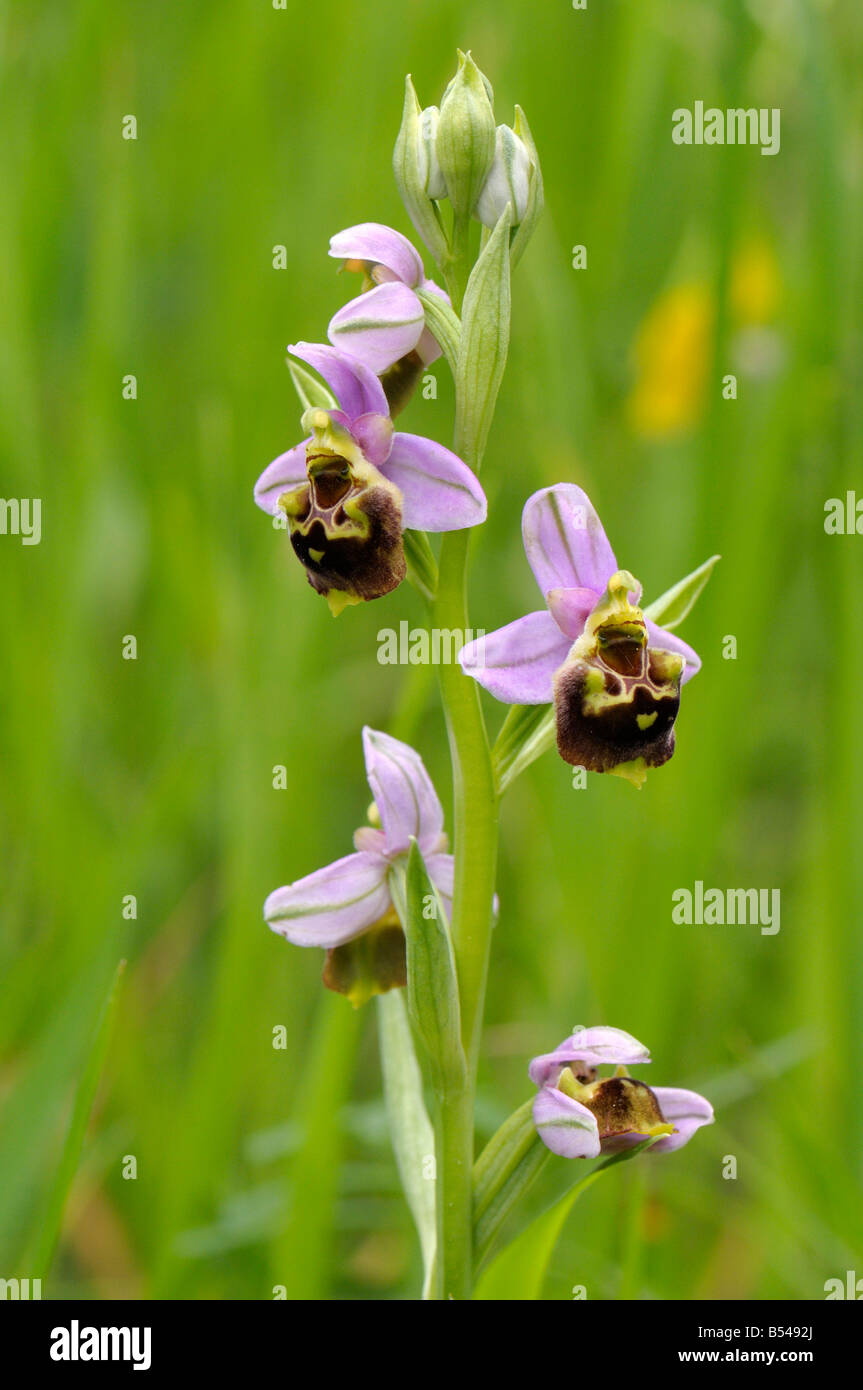 Späten Spider Orchid (Ophrys Holoserica, Ophrys Fuciflora), Blüte Stockfoto