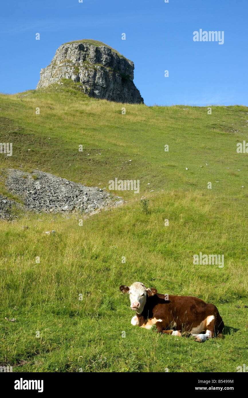 Kuh im Feld mit Peters Stein in Cressbrook Dale Derbyshire England Sssi Sommerszene mit blauem Himmel Stockfoto