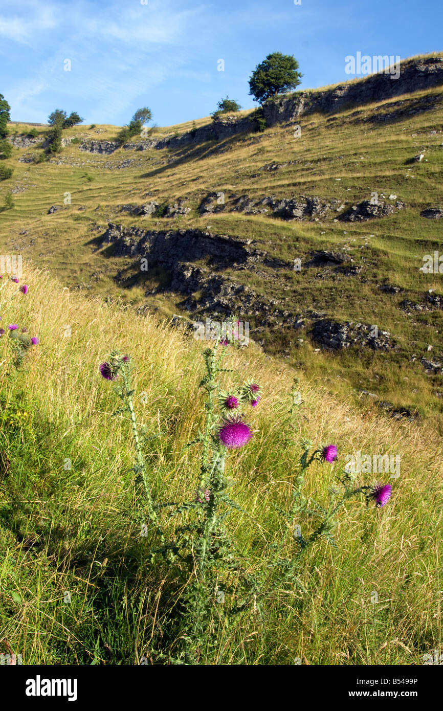 Cressbrook Dale Derbyshire Sssi Landschaft mit Feldern und Disteln Sommer blauen Himmel Stockfoto