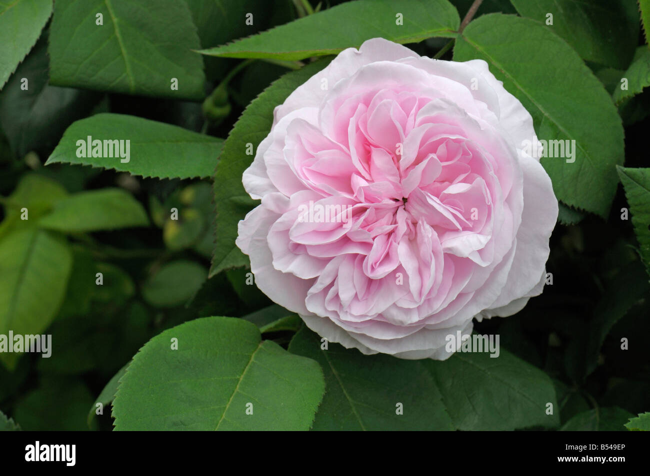 Centifolia Rose (Rosa X centifolia), Sorte: Fantin Latour, Blume Stockfoto