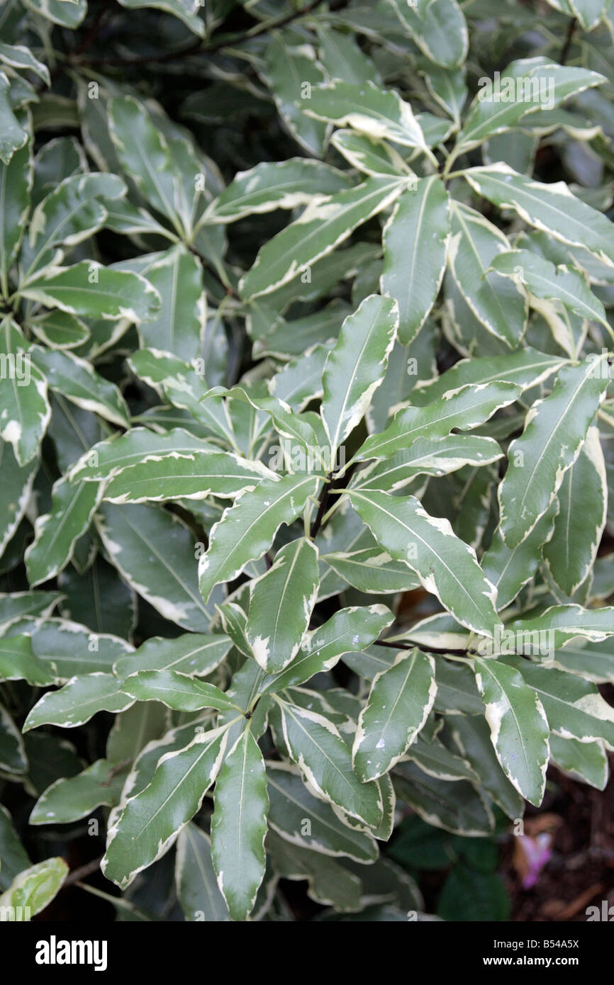 PITTOSPORUM EUGENIODES VARIEGATA BEI KNOLL GARDENS WIMBORNE DORSET