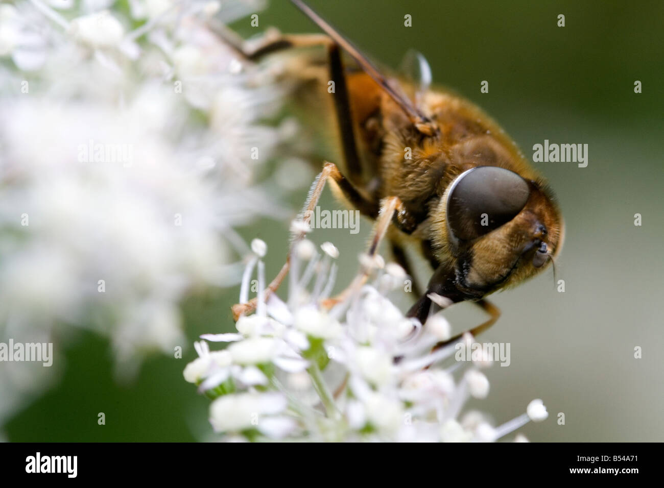 Schwebfliege (Volucella SP.) Fütterung auf weiße Doldengewächse Blume. Stockfoto