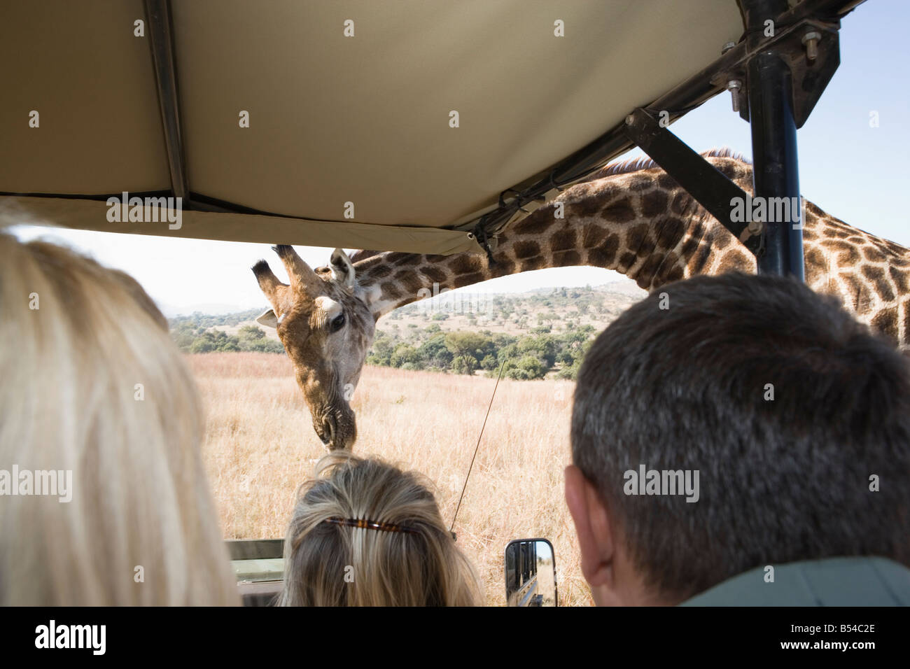 Safari-Fahrzeug mit Touristen, Blick auf Giraffen, Stockfoto