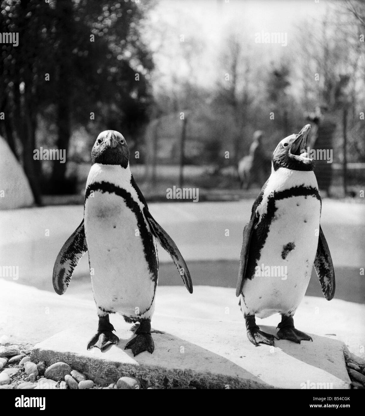 Pinguine im Zoo von Primley, Devon. April 1953 D1816-001 Stockfoto