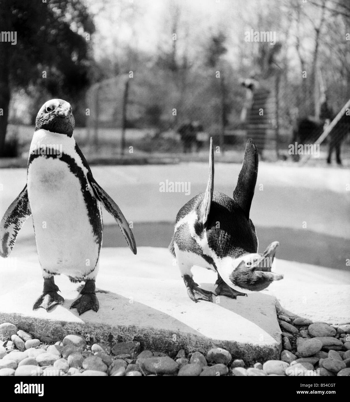 Pinguine im Zoo von Primley, Devon. April 1953 D1816 Stockfoto
