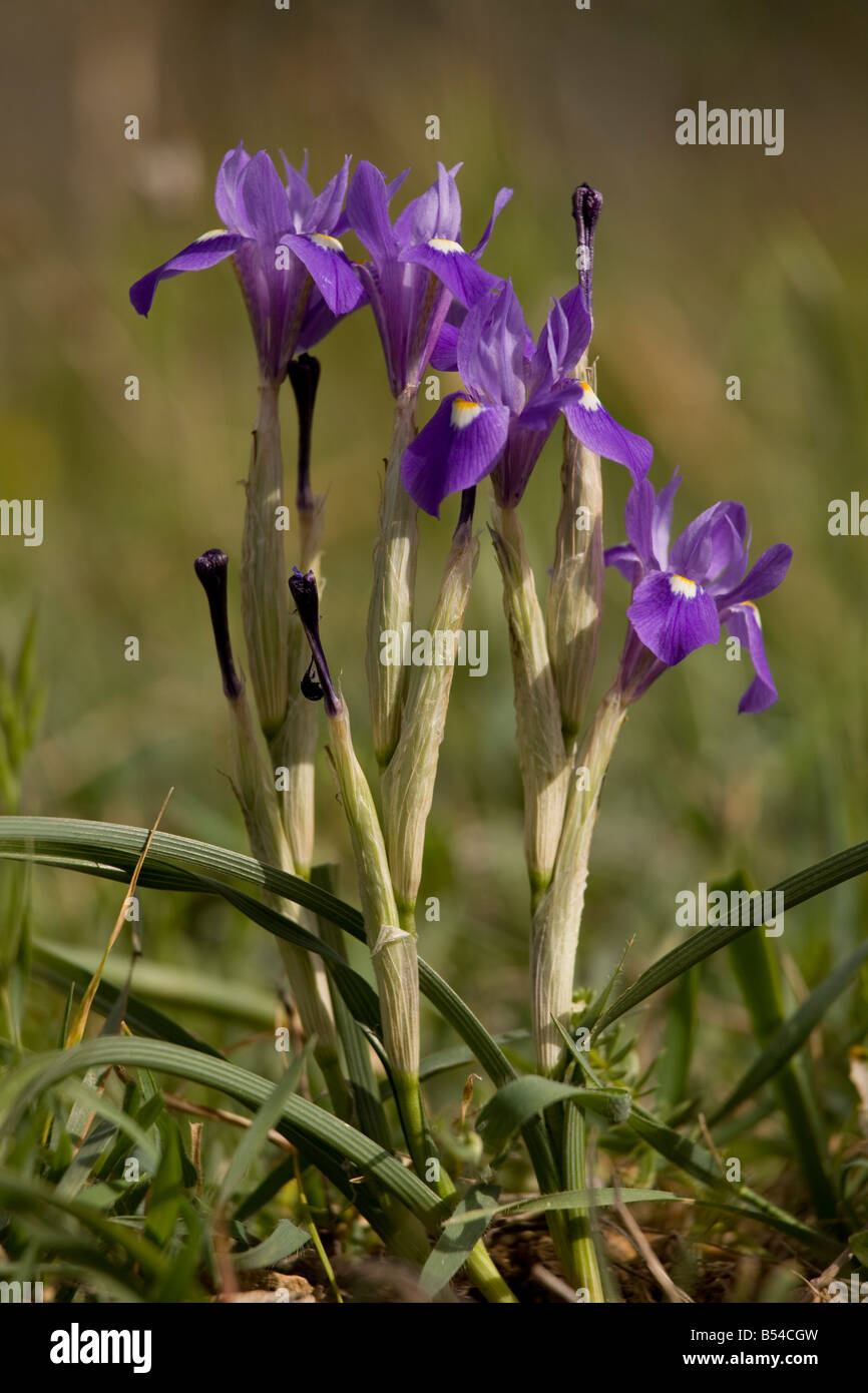 Barbary Nuss Gynandiris Sisyrinchium Moraea Sisyrinchium in Blüte Andalusien Süd-West-Spanien Stockfoto