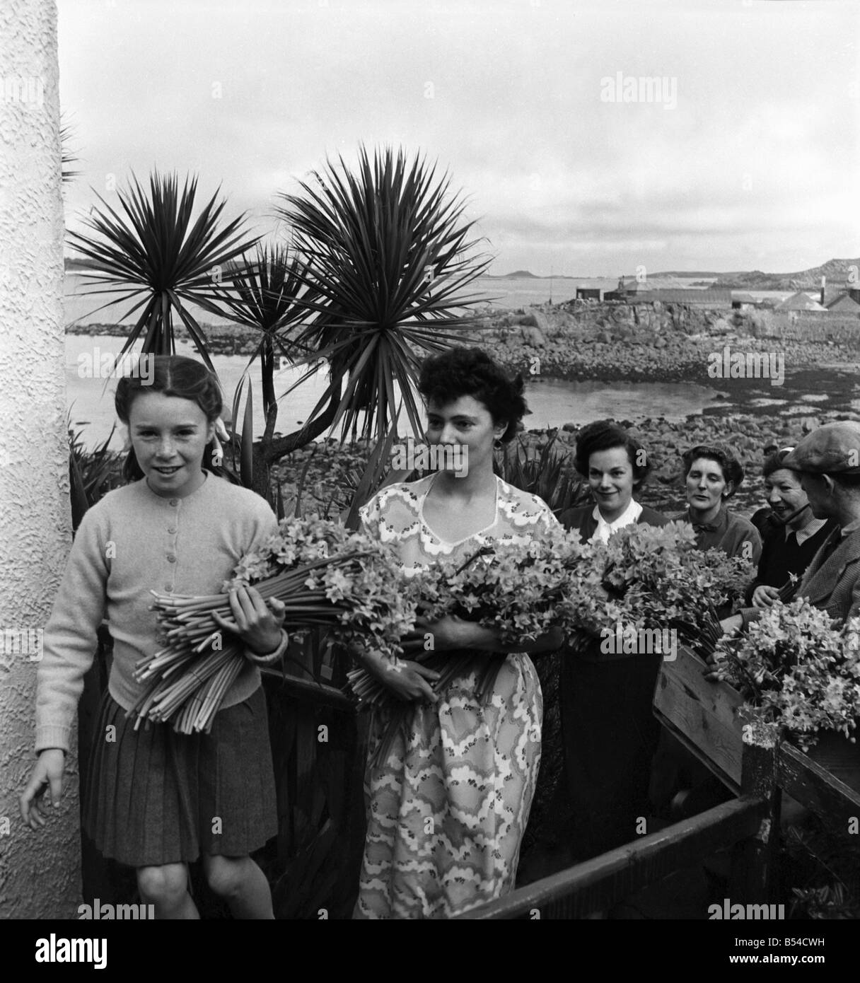 Die früheste gelbe Narzissen genannt Soleil D'or, die auf den Scilly-Inseln angebaut werden, sind in Kartons verpackt und per Schiff nach Penzance, für Covent Garden Market, gesendet. Februar 1953 D647-003 Stockfoto