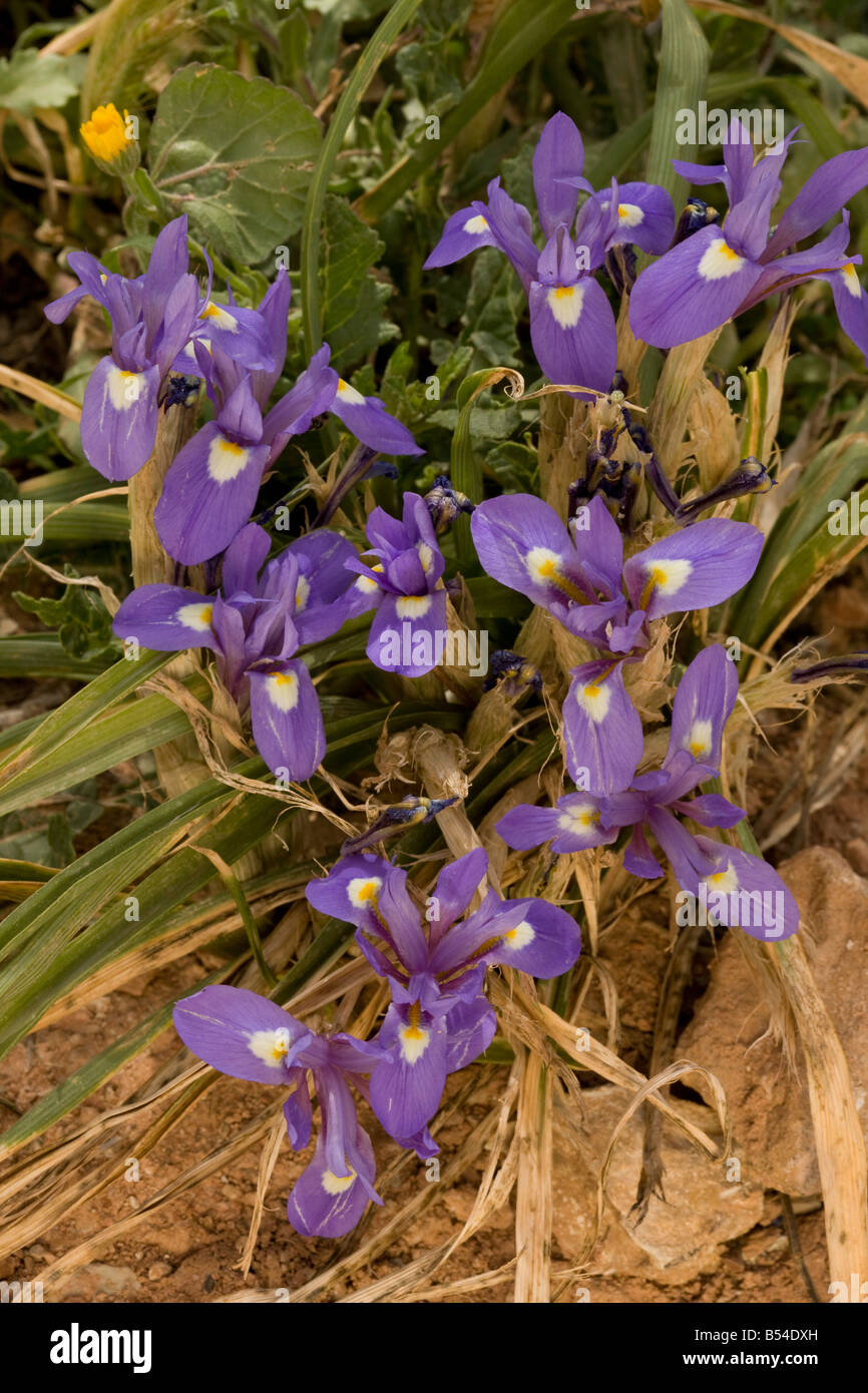 Barbary Nuss Gynandiris Sisyrinchium Moraea Sisyrinchium in Blüte Andalusien Süd-West-Spanien Stockfoto