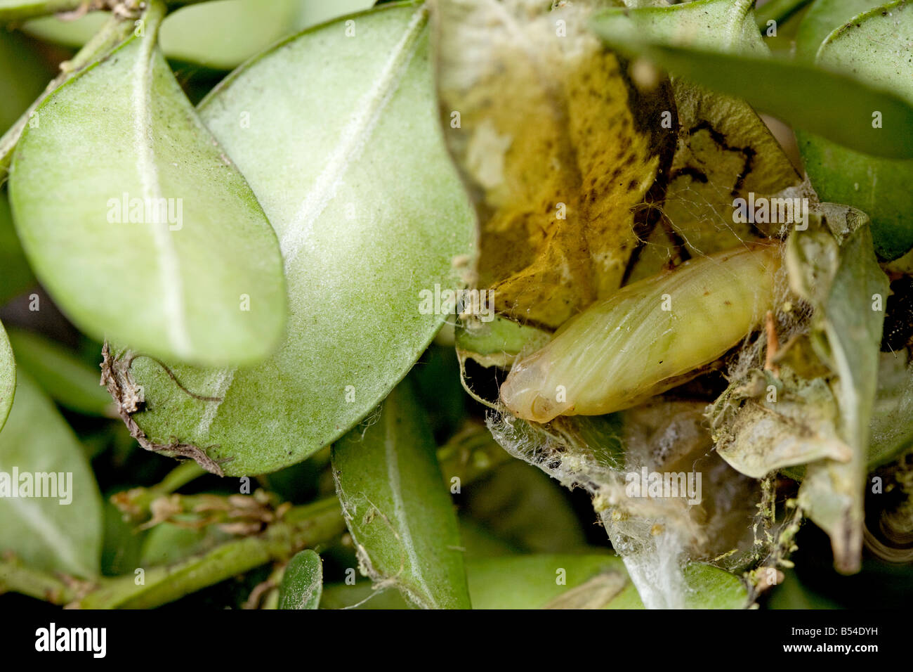 Box Tree Pyralid Moth (Glyphodes Perspectalis). Puppe in Buchsbaum (Buxus Sempervirens) Stockfoto