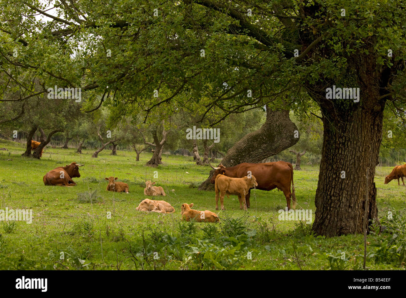 Rot-andalusischen Rinder mit Kälbern in Steineiche Dehesa Weiden in der Nähe von El Bosque, Naturpark Sierra de Grazalema, Spanien Stockfoto