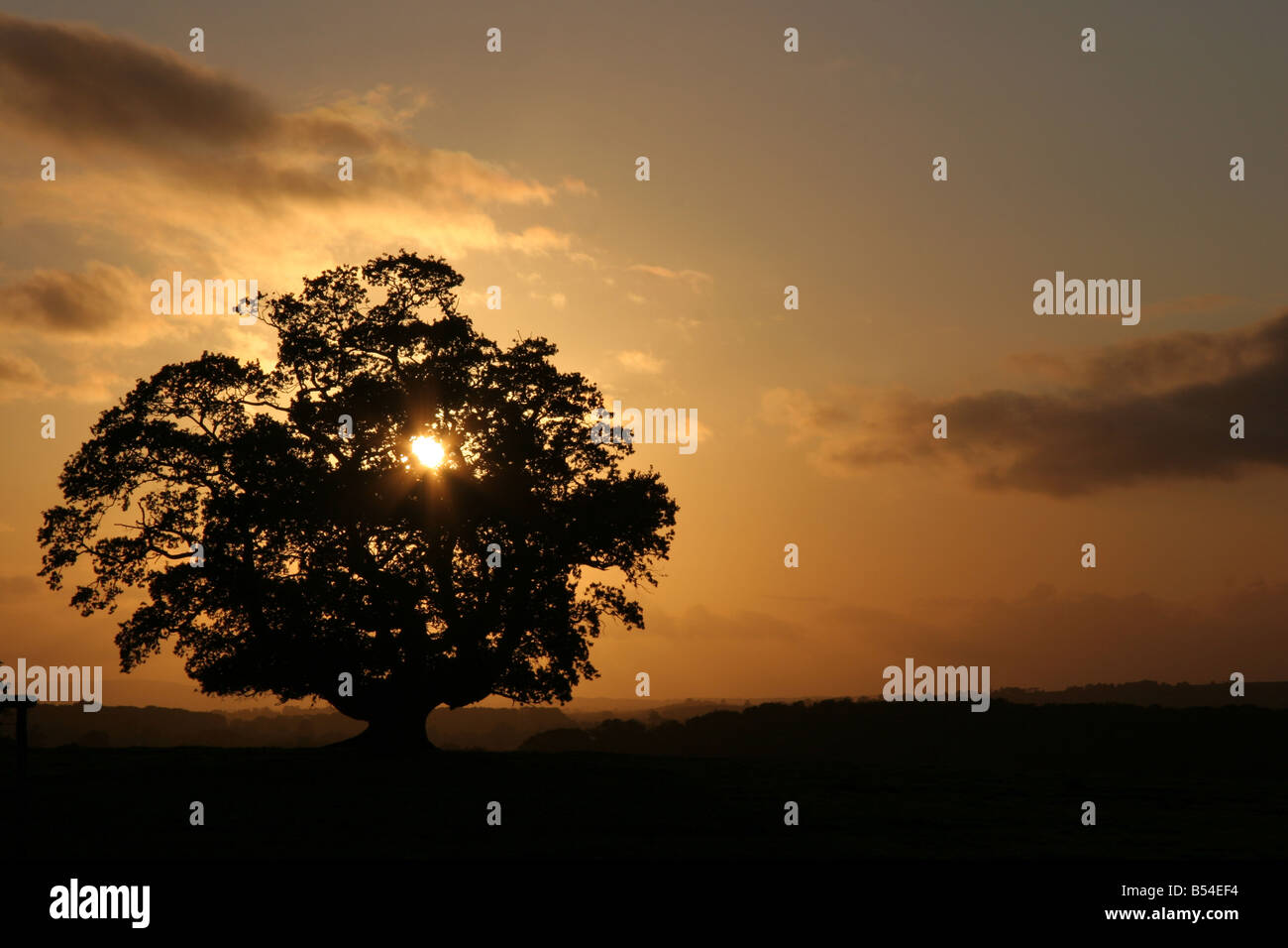 Die untergehende Sonne hinter einem Baum in Devon England Stockfoto