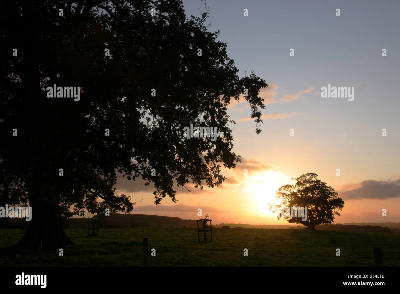 Sonnenuntergang hinter Bäumen in Devon England Stockfoto