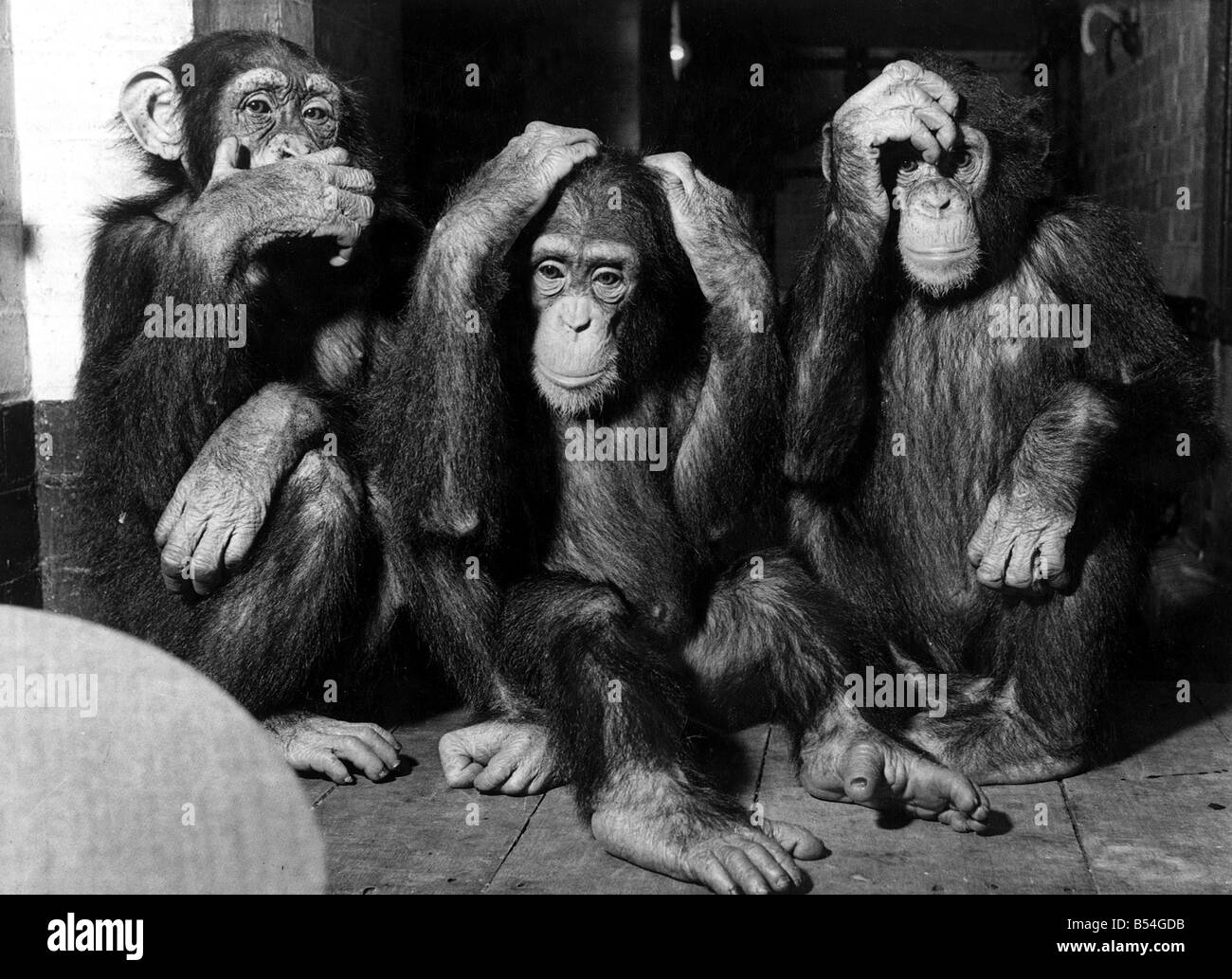 Tiere - Affen Schimpanse Schimpanse; Schimpansen im Londoner Zoo; Nichts Böses sehen, nichts Böses hören, sprechen, böse; 3 Affen Stockfoto
