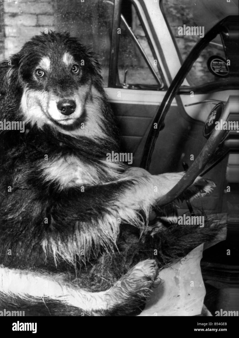 Collie Hund hinter dem Lenkrad eines Autos Stockfoto