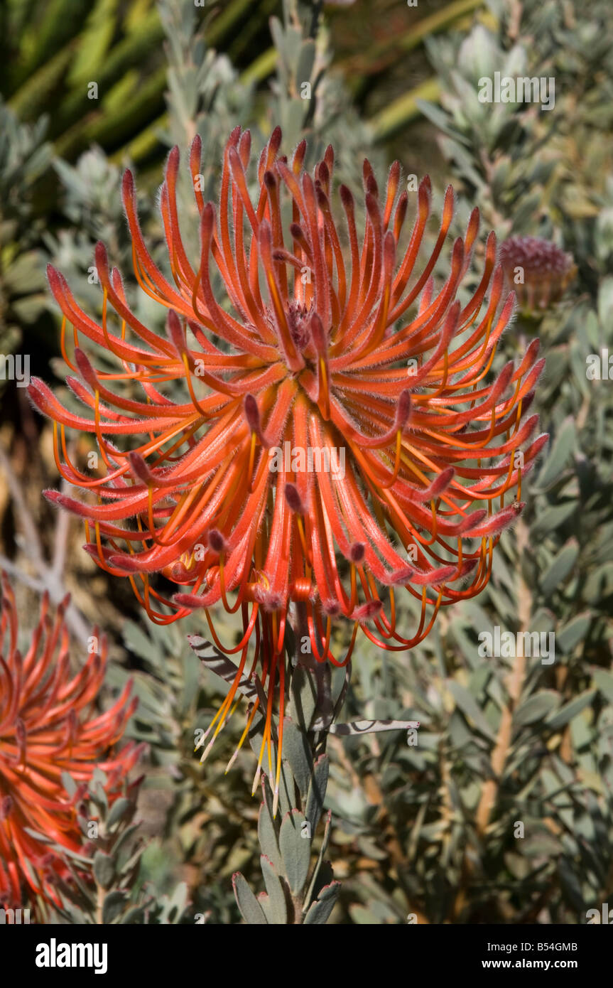 Südafrikanische Pflanzen Rakete Nadelkissen rote form Stockfoto