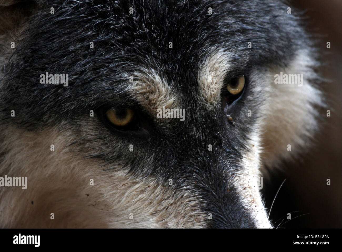 Timberwolf in Nord-Michigan Stockfoto