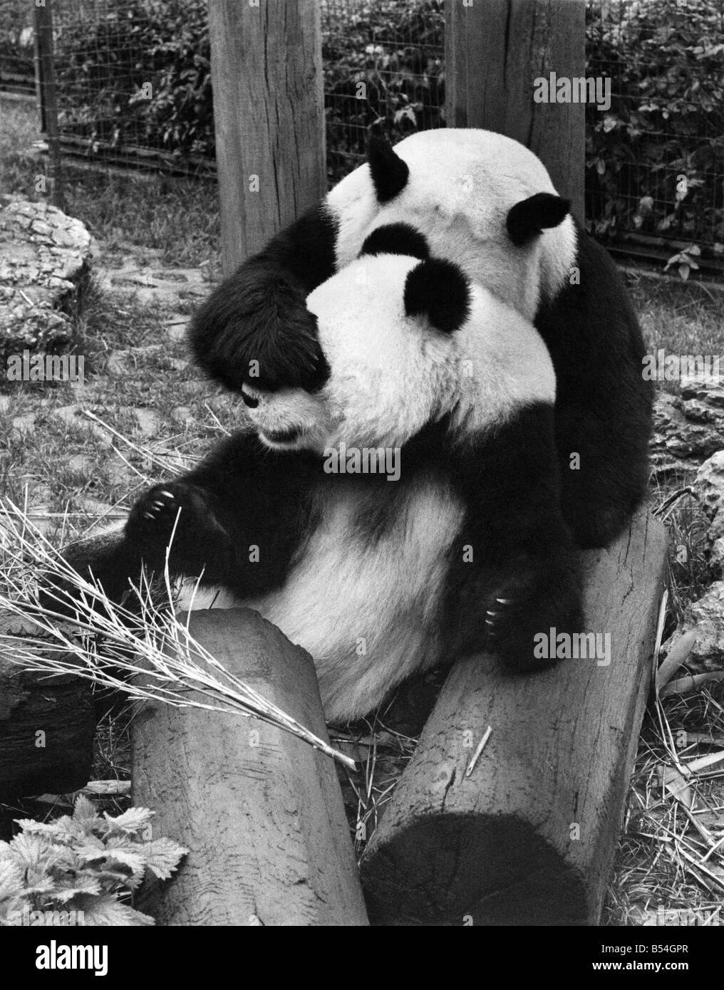 Tiere: Panda. Es gibt eine Hoffnung, die endlich die zwei großen Pandas im Zoo von London in einer viel wärmer Freundschaft hinzukommen Stockfoto