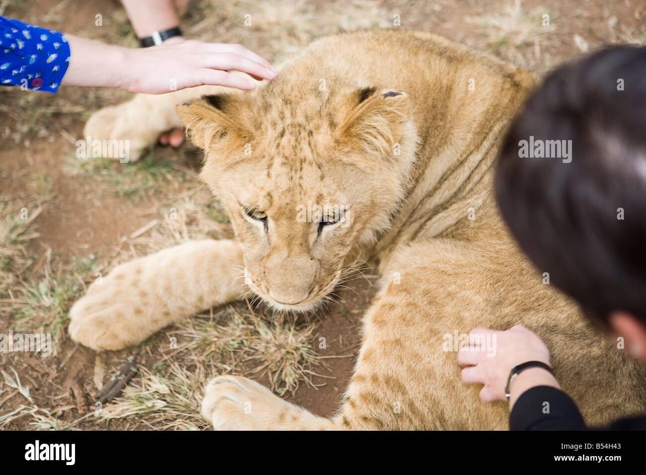 Touristen, die streicheln zähmen Löwenbabys, Gauteng, Südafrika Stockfoto