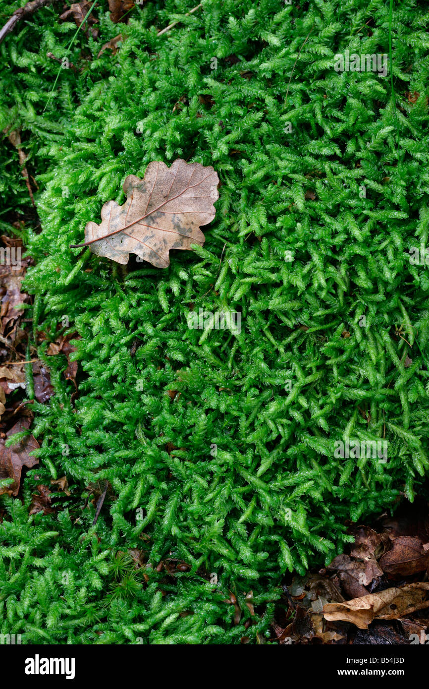 Moos wahrscheinlich Hypnum Cupressiforme wächst in alten Eichenwälder Stockfoto