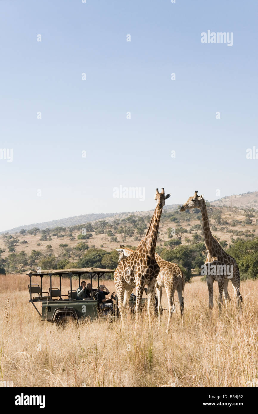 Safari-Fahrzeug mit Touristen, Blick auf Giraffen Stockfoto