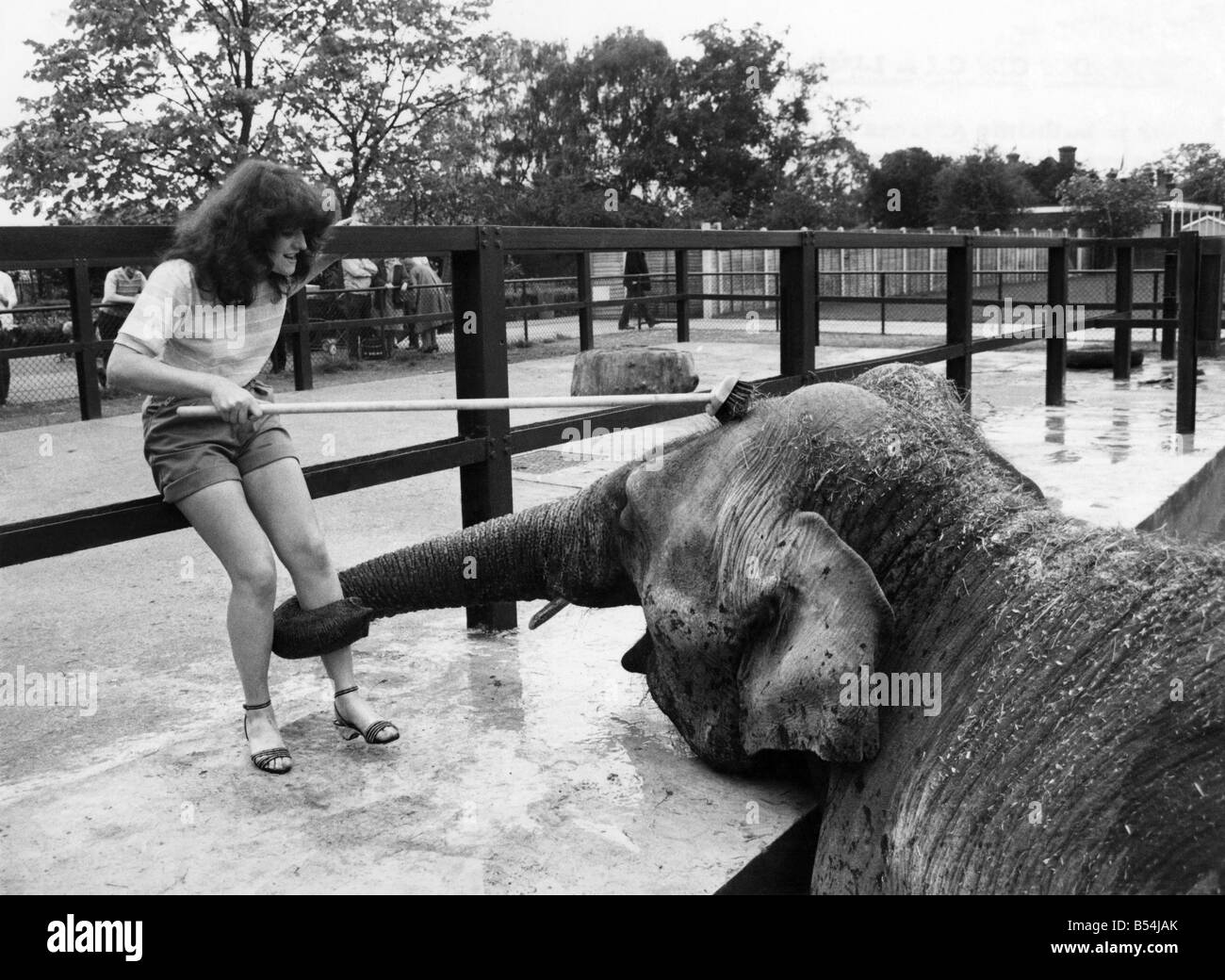 Marjorie der Elefant bekommt einen festen Griff als Sue Rücken aus. Mai 1981 &#13; &#10; P011815 Stockfoto