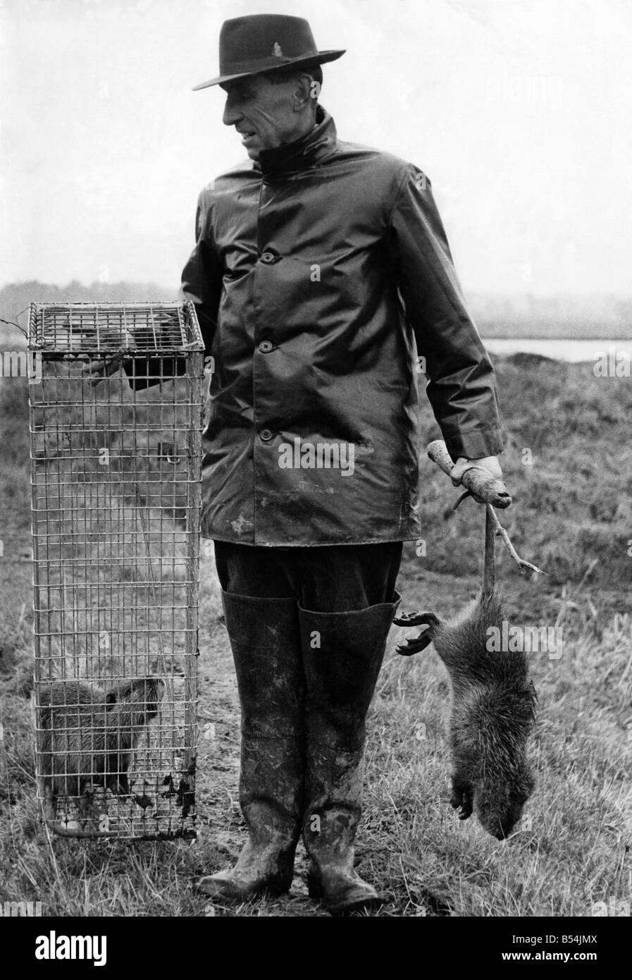 Pelz brummeln (südamerikanischen Nagetiere ähnlich Riesenratten) fing letzte Woche bei breiten Hof, Hassingham, in der Nähe von Norwich. Die Metallkäfige sind die am häufigsten verwendete Methode der Fang dieser Tiere. Auf dieser Farm etwa 50 der diese brummeln werden jede Woche gefangen. Sie haben große Schäden an Kulturpflanzen Zuckerrüben. Drei Füße ist eine durchschnittliche Länge für eines dieser Tiere. Umgang mit die Käfigen ist Herr Hilton Forster (53 Jahre alten Vorarbeiter auf breiten Hof). Februar 1960 P011889 Stockfoto