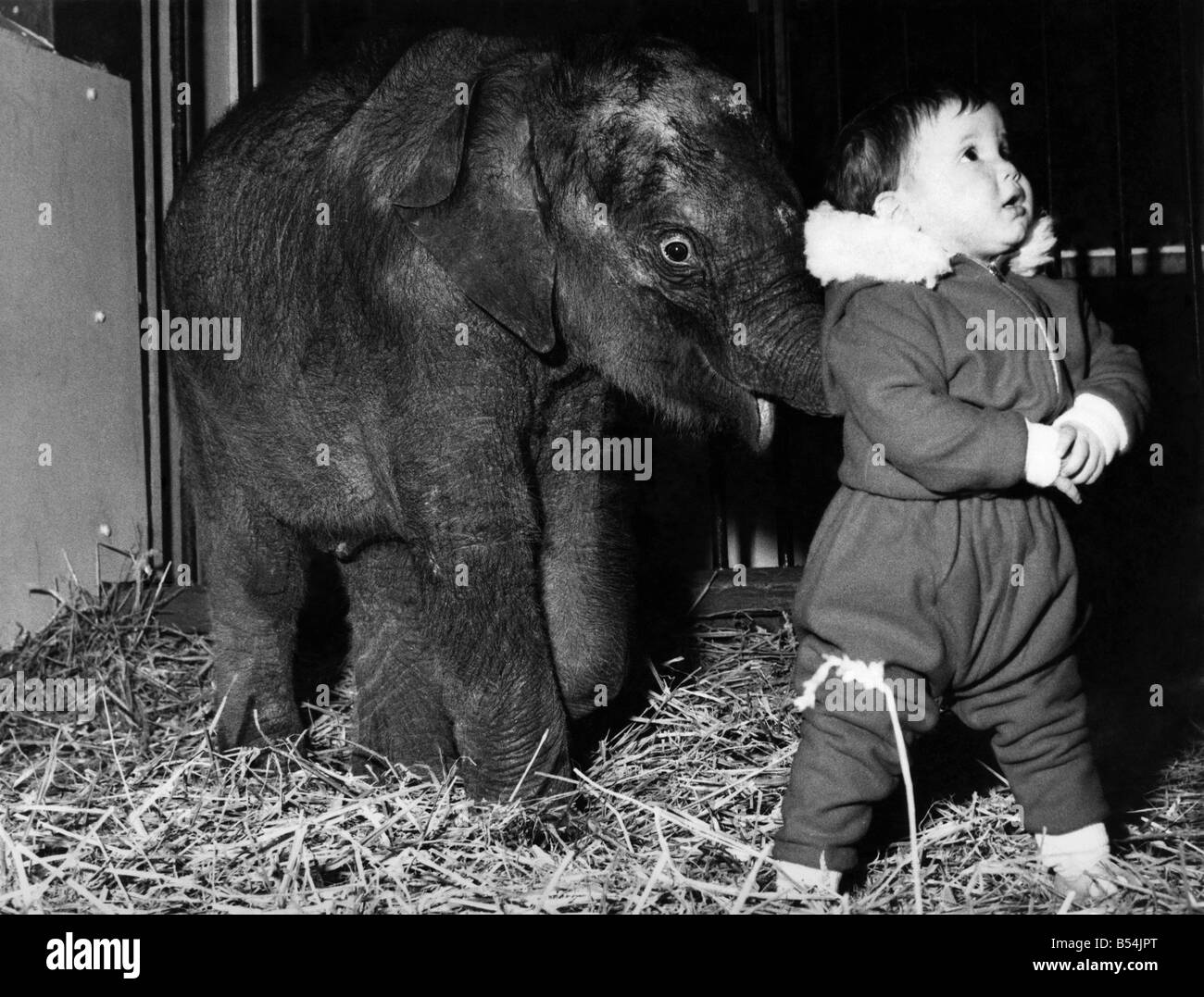 Diese Baby-Elefant vergisst sie nur ein Kleinkind, nicht zu hofft kleine Lisa Roland. Lisa und der Elefant - ein Neuankömmling im Zoo von Belle Vue, Manchester - sind 13 Monate alt. Möglicherweise gibt es keinen Unterschied im Alter, aber es gibt wenig Unterschied in der Größe zu einer spielerischen Stoß ein bisschen erschütternd. Dennoch hat Lisa Didsbury, Manchester, eine teure Gespielin. Diese kleine Menge Kosten £1.000. Februar 1965 P011905 Stockfoto