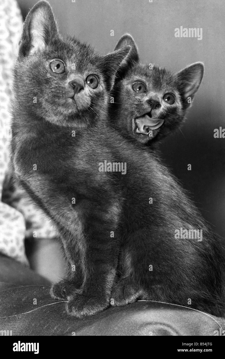 Diese zwei kuscheligen, Silber-Blau Kätzchen stellen ein doppeltes Vergnügen für ihre Besitzer für sie sind Korat Kätzchen, eine seltene Rasse aus Thailand, wo sie sind bekannt als "viel-Glück-Katzen," das glückliche Paar, jetzt 7 Wochen alt, in Twickenham, Middlesex, von Frau Anne Marie Locher, gezüchtet wurden, die Schätzungen zufolge gibt es weniger als hundert Korat Katzen in Großbritannien. Sie haben große Ohren, große Füße und großen grünen Augen. Alles was sie brauchen, in der Tat ist es, einen großen Eindruck machen. ; Mai 1976; P011923 Stockfoto