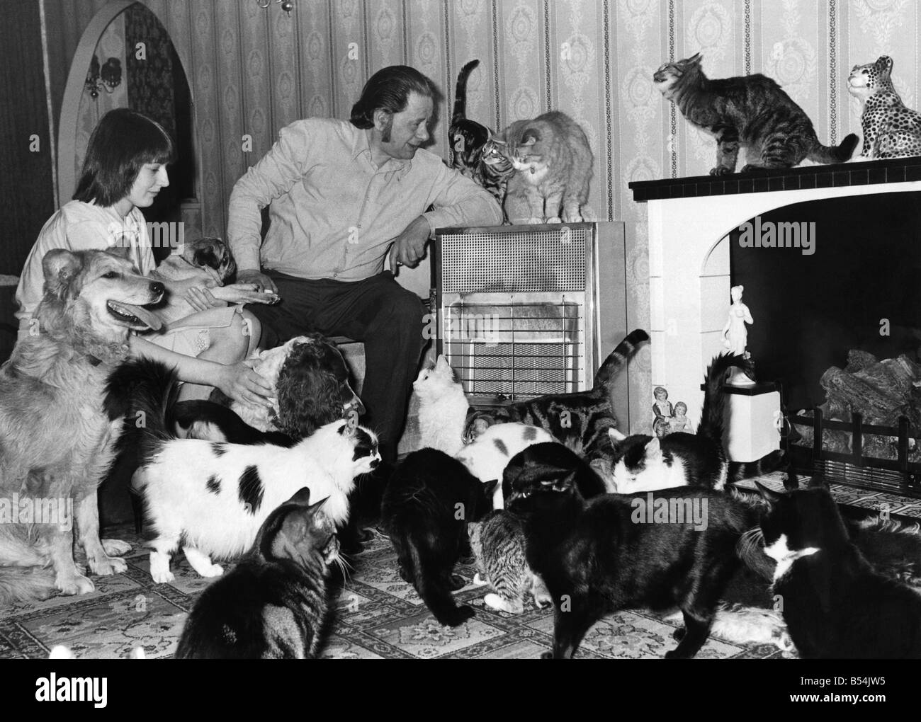 Tierfreunde John und Rita Jennings Demby Dale, Yorkshire, mit einigen feline Mitgliedern ihrer Familie in der Lounge von zu Hause, mit ein paar Hunden geworfen.; April 1980; P011926 Stockfoto