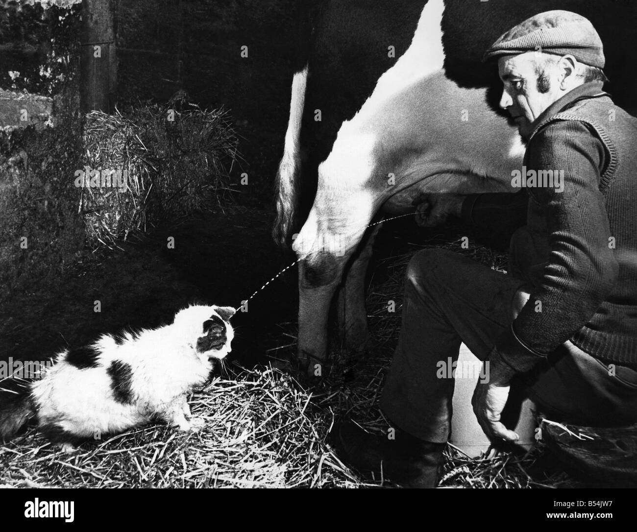 Eine Dusche in warmer Milch und so viel von dem Zeug wie Sie trinken  möchten. Jeden Morgen um 5.30 Tinker, eine 13 jährige weiß und Tan Katze  kommt von einer Nacht auf