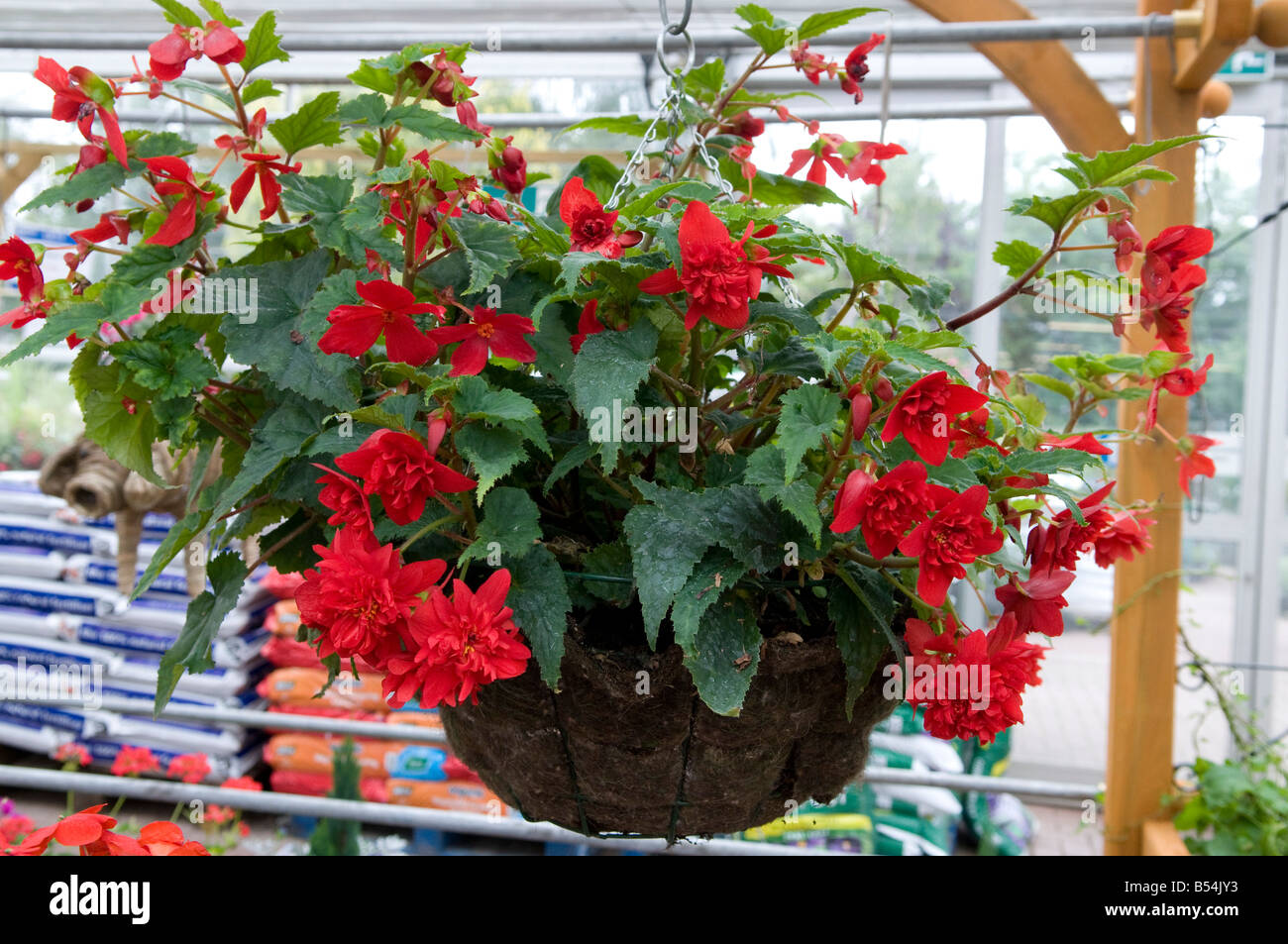 Begonie Begoniaceae in hängenden Korb Stockfoto