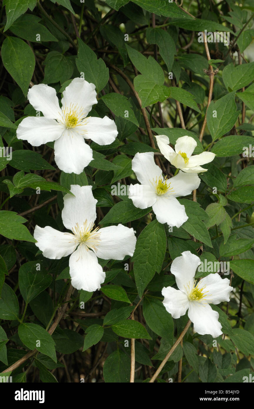 Anemonen-Waldrebe (Clematis Montana), Sorte: Superba, Blüte Stockfoto