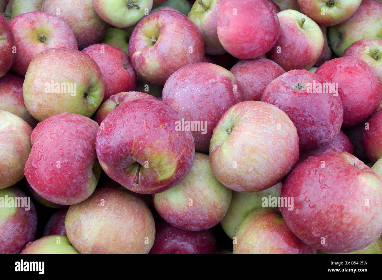 Äpfel auf einem Bauernhof in der Nähe von Snohomish, Washington, USA. Stockfoto