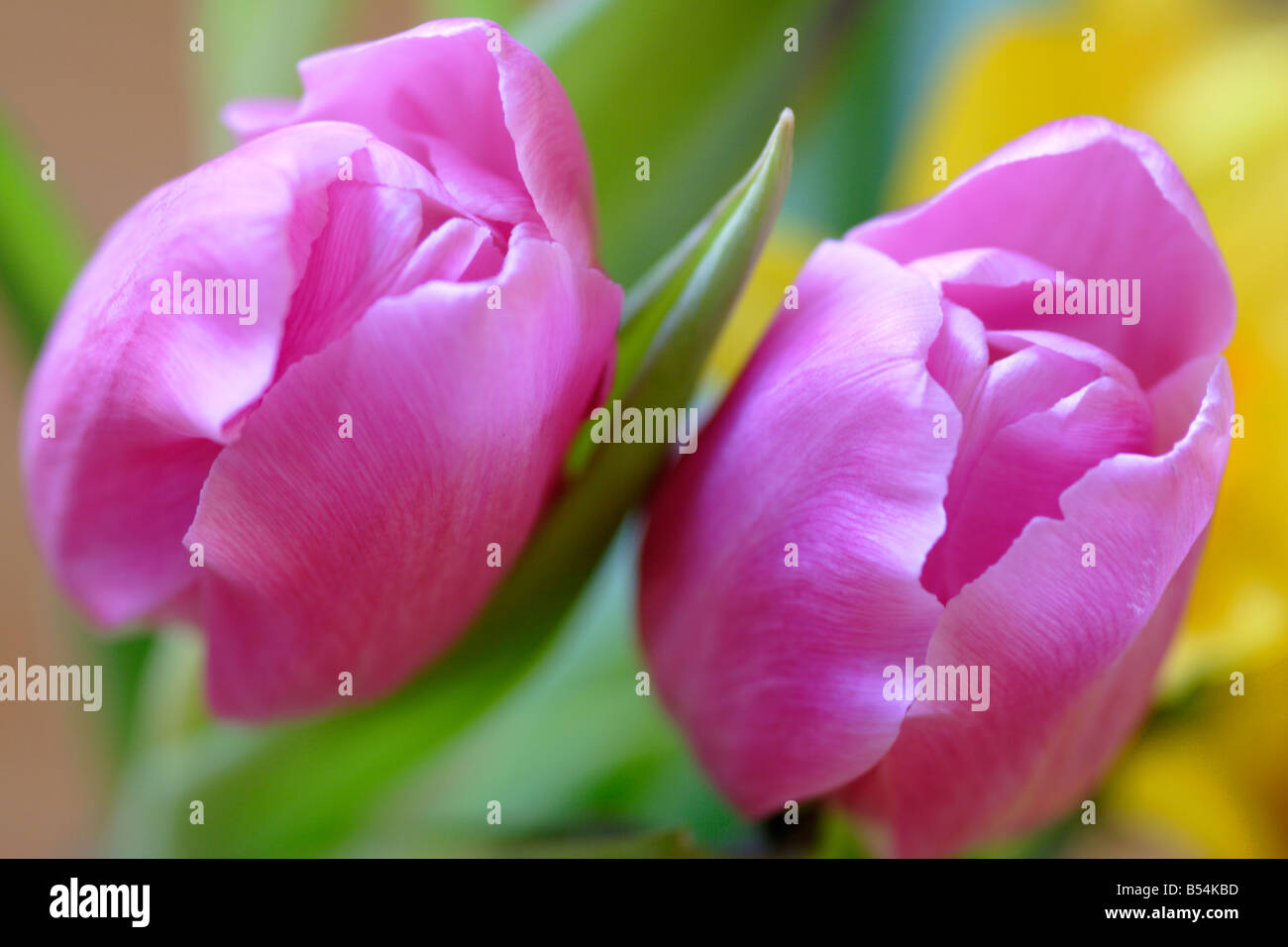 Rosa Tulpe Blume (Tulipa Gattung) Nahaufnahme Stockfoto