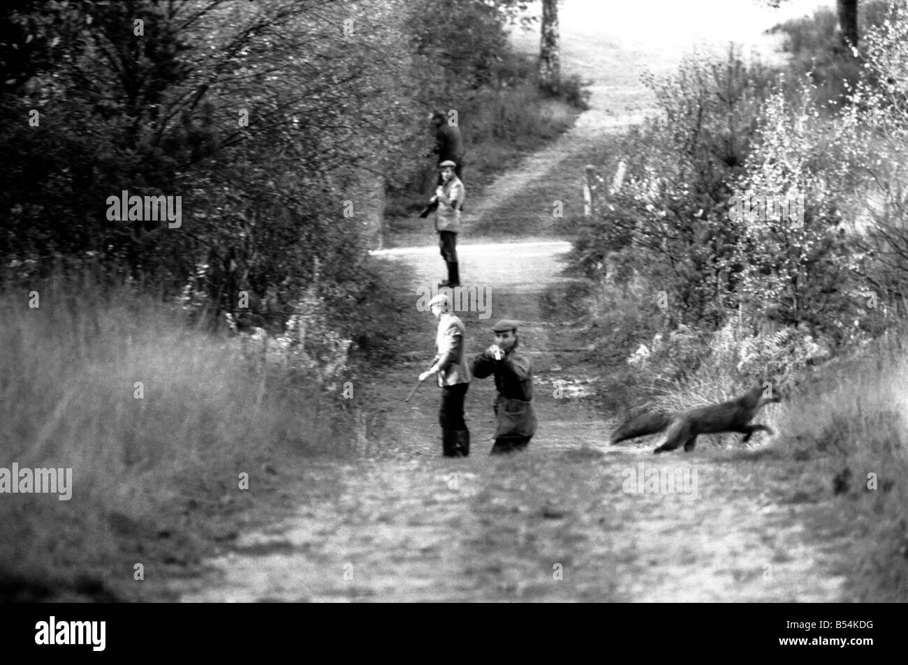 Am Ende des ersten Laufwerkes heute Nachmittag machte ein Fuchs einen Bindestrich für Freiheit über die Linie der Waffen wartet auf sie. Es war gewesen Stockfoto