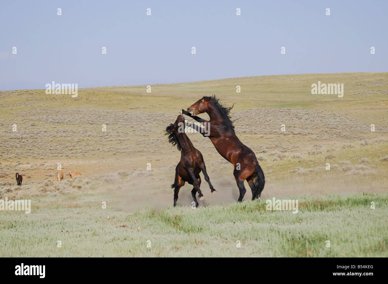 Mustang Pferd Equus Caballus Hengste kämpfen Pryor Wild Horse Bergkette Montana USA Stockfoto