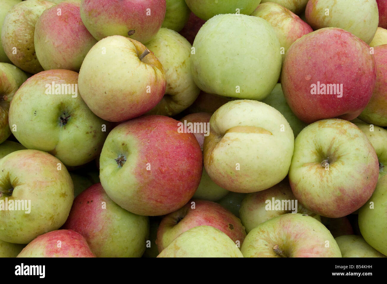 Äpfel auf einem Bauernhof in der Nähe von Snohomish, Washington, USA. Stockfoto