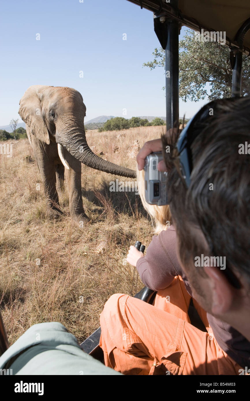 Safari-Fahrzeug mit Touristen, Blick auf Elefanten, Gauteng, Südafrika Stockfoto