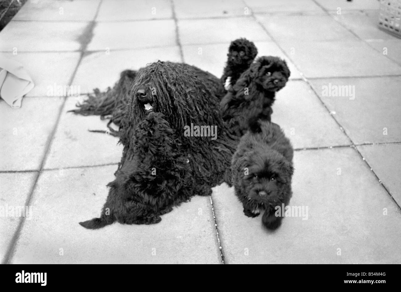 Vier und eine Hälfte Jahr alt "Bodri - voller Name"Matyasdombi"verbindet Bodri - A sehr seltene ungarische Rasse der Hund Puli ist jetzt Schritt-Fat Stockfoto