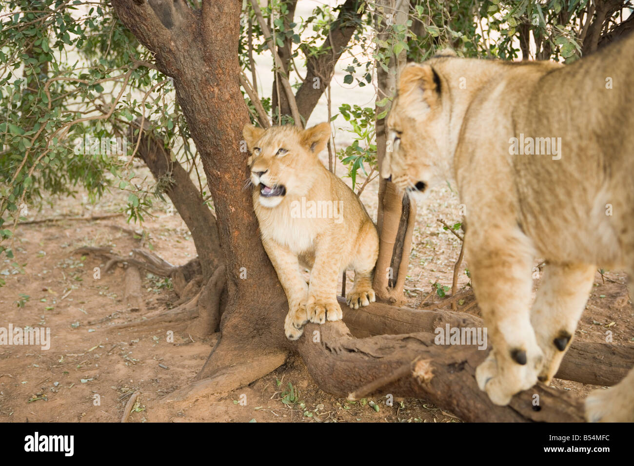 Löwenbabys spielen in den Busch, Gauteng, Südafrika Stockfoto