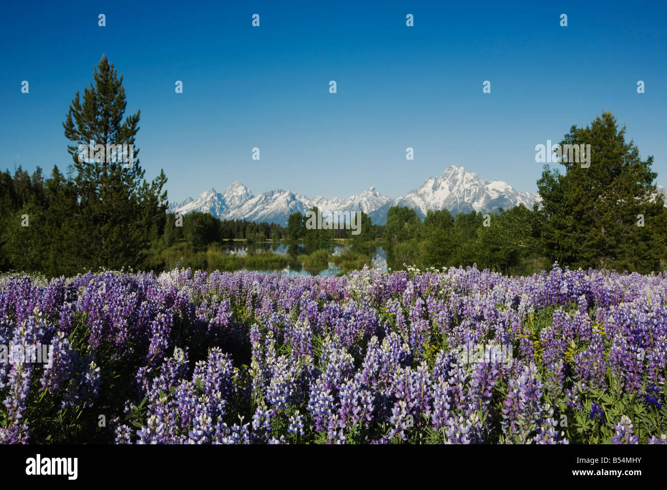 Seidige Lupine Lupinus Fühler und Grand Teton Range Grand Teton Nationalpark Wyoming USA Stockfoto