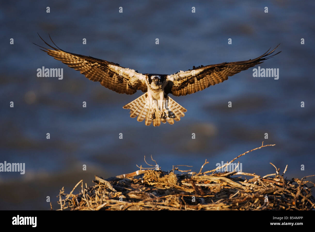 Fischadler Pandion Haliaetus Erwachsenen Landung auf nisten Yellowstone River Yellowstone Nationalpark Wyoming USA Stockfoto