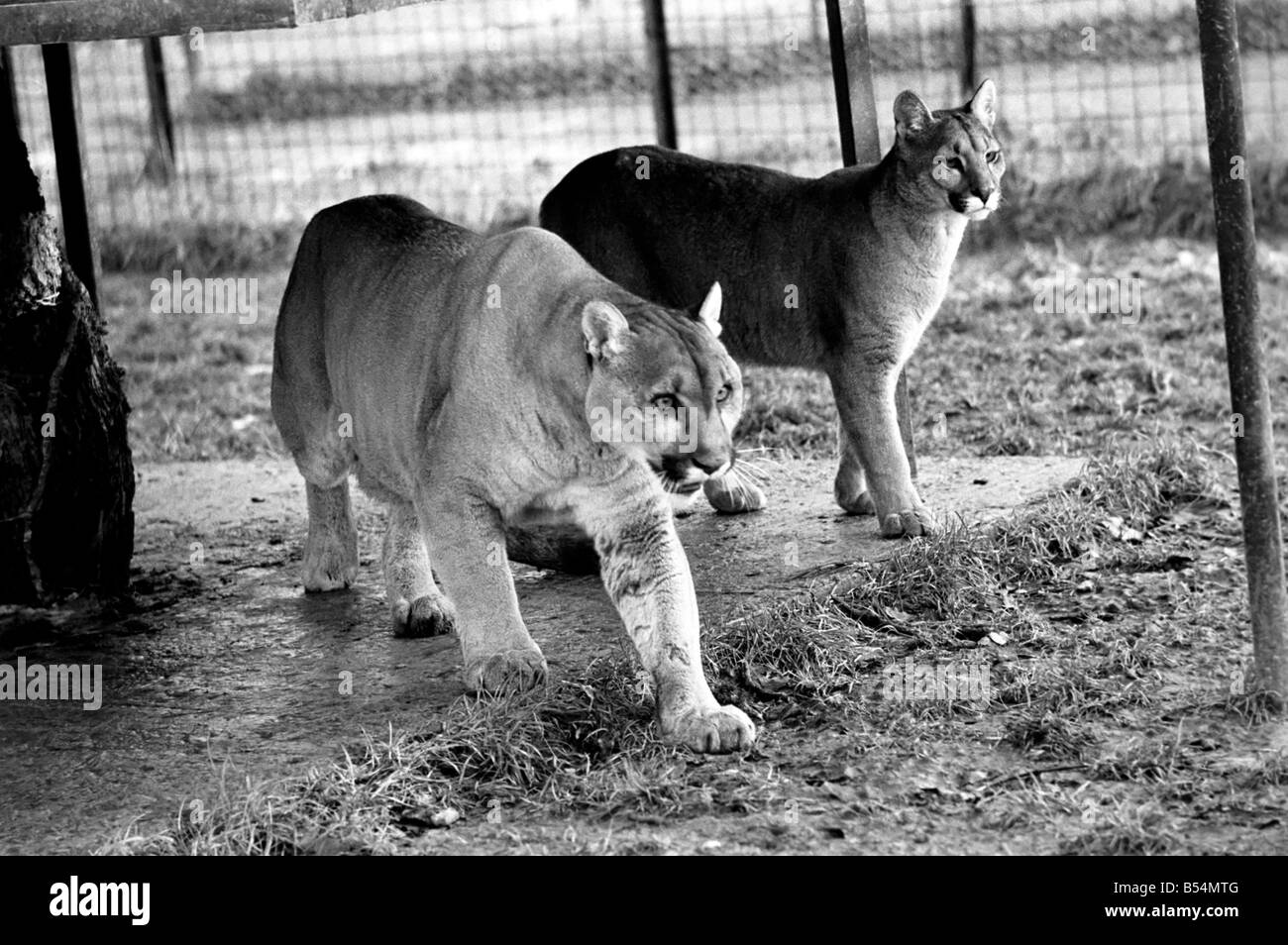 Tiere Raubkatzen. Als Luzifer der 10 Jahre alte männliche Puma in Chessington Zoo ein leichtes hinken, der Tier-Superintendent entwickelt, Stockfoto