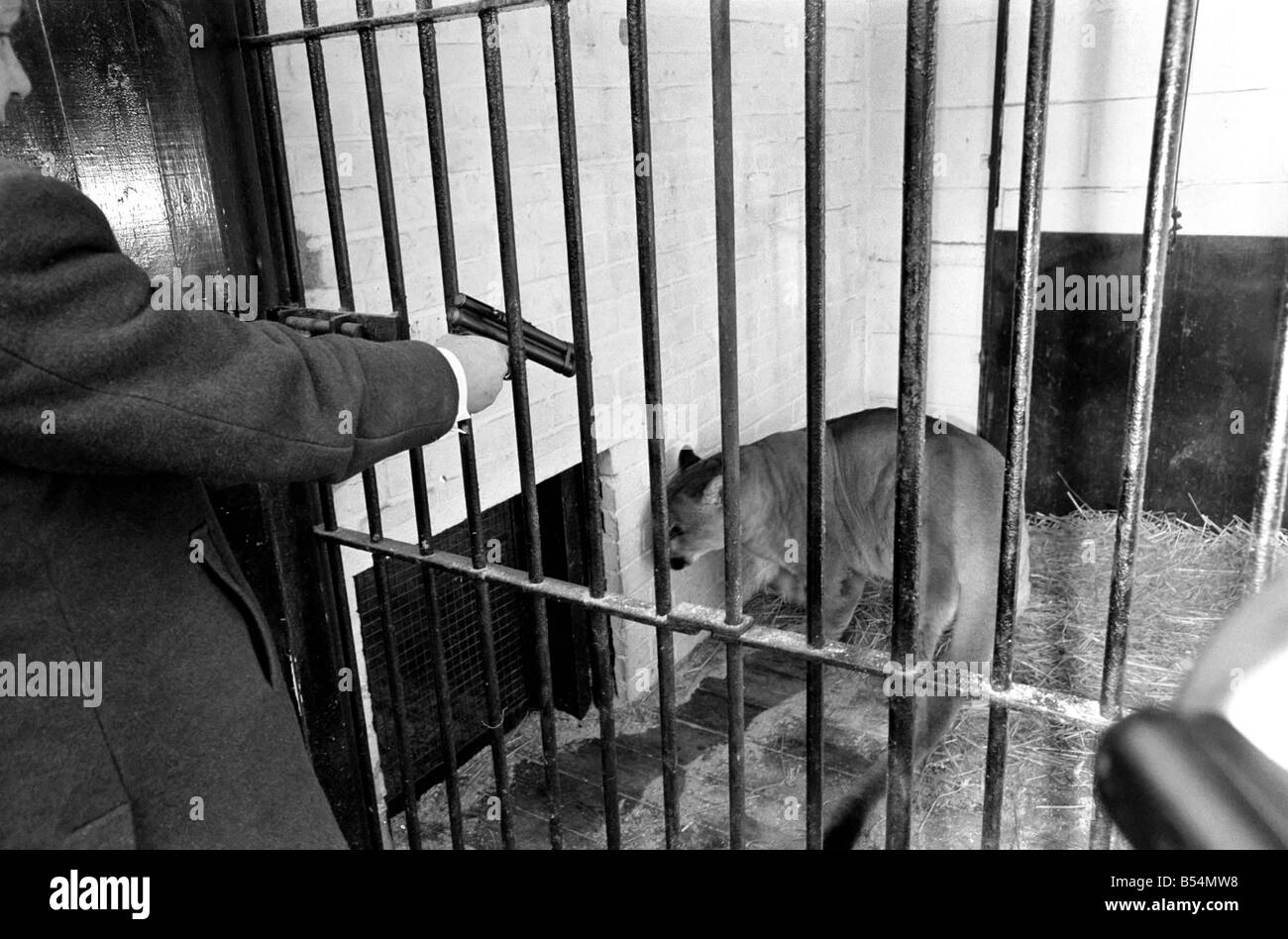 Tiere Raubkatzen. Als Luzifer der 10 Jahre alte männliche Puma in Chessington Zoo ein leichtes hinken, der Tier-Superintendent entwickelt, Stockfoto