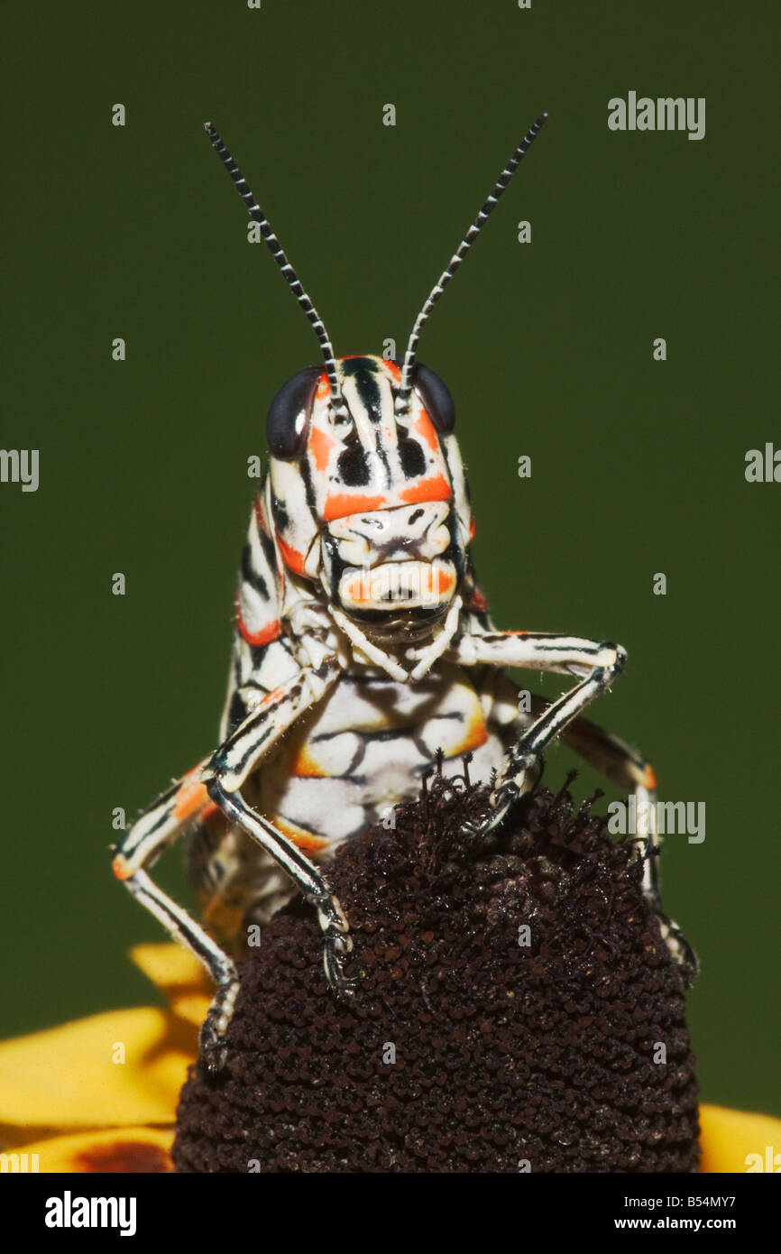 Lackierte Grasshopper Dactylotum bicolor Erwachsene auf Clasping Endivie Sonnenhut Sinton Fronleichnam Coastal Bend Texas USA Stockfoto